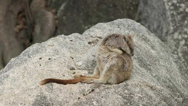 a mareeba rock-wallaby sits on a large rock and grooms its fur at granite gorge near mareeba of qld, australia