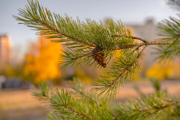 Obraz premium pine tree branch