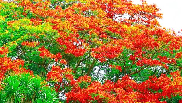 Red flame tree full bloom on top of park in the summer and blur coconut leaf passing