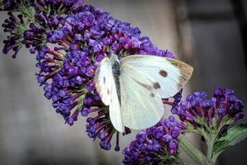 Macro shot of a Large white butterfly sipping nectar from purple flowers in a garden