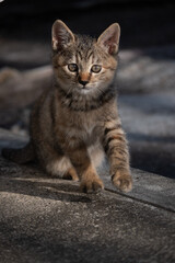 生後間もないcat