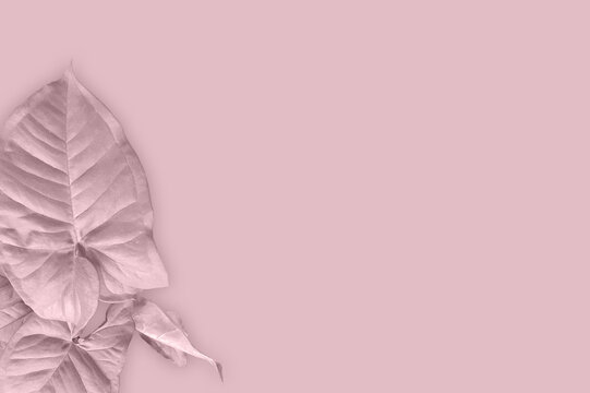 Pale Pink Leaf