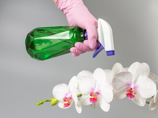 Woman spraying phalaenopsis orchid flowers with spray bottle. Taking care of home plants. - obrazy, fototapety, plakaty