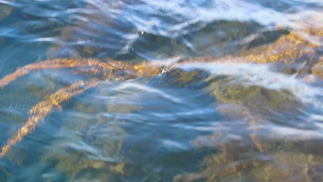 Stringy kelp under the water, slow motion