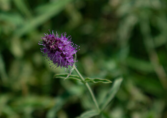 flower of a thistle