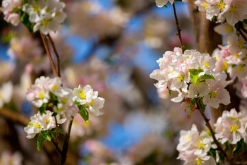 Spring blooming sakura trees. Pink flowers Sakura Spring landscape with blooming pink tree. Beautiful sakura garden on a sunny day.Beautiful concept of romance and love with delicate flowers.