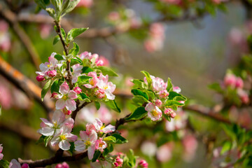 Spring blooming sakura trees. Pink flowers Sakura Spring landscape with blooming pink tree. Beautiful sakura garden on a sunny day.Beautiful concept of romance and love with delicate flowers.