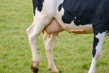 Farmer with cow during agricultural show