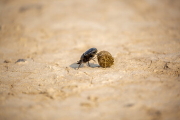A scarab beetle rolls a ball of dung through the desert of Egypt. Dung beetle rolling a dung ball. Insect life, wildlife. - obrazy, fototapety, plakaty