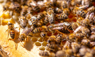 Queen bee in the hive. Beautiful honeycombs with bees close-up. A swarm of bees crawls through the...