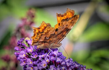 Macro shot of a comma butterfly sipping nectar from purple flowers in a garden