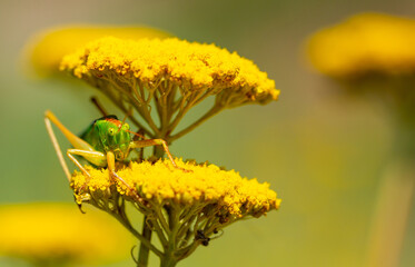 Green grasshopper on a yarrow flower. Large marsh grasshopper, Stethophyma grossum, a critically endangered insect typical of wet grasslands and swamps.
