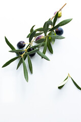 olives and olive branches on a white background.