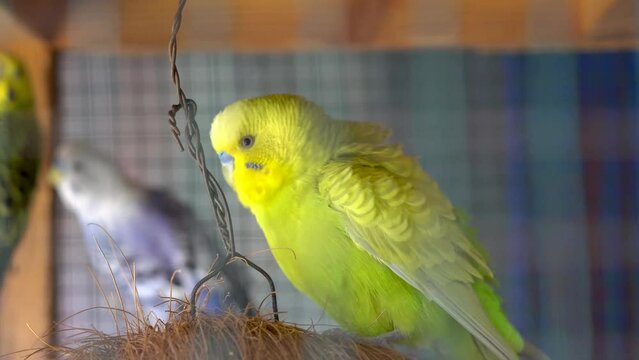 Cute blue and yellow parakeet in the huge cage