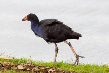 Western Swamphen on a lake shore, Mildura region, Australia