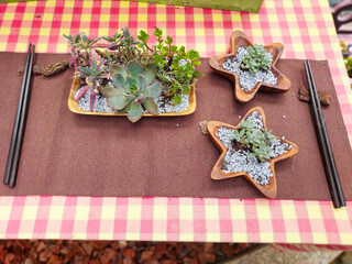 Succulents in a wooden star shaped dinner plate