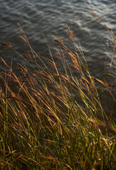 Closeup of lake water surface and reed grass