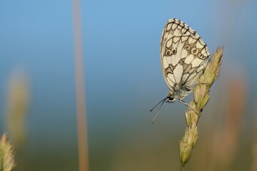 Marbled white butterfly close up on a plant in nature
