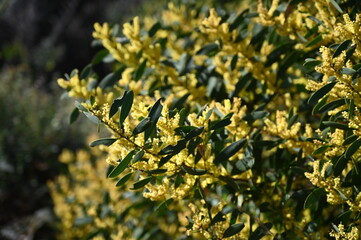 Yellow flowers blooming
