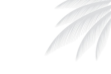 Silhouette of palm leaves or coconut leaves right side. Natural pattern, light gray shadow. Copy space. For advertisements, business cards, brochures and white backgrounds.