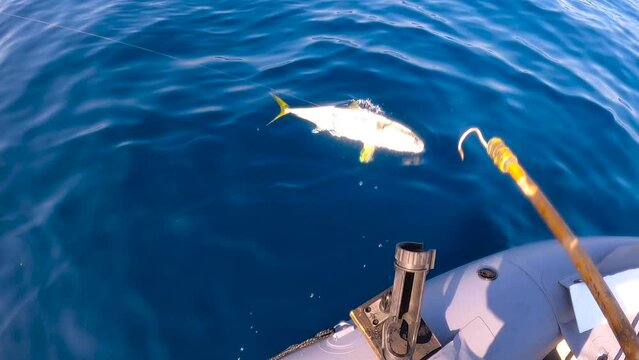 Gaffing yellowtail in slow motion off a dingy in baja mexico
