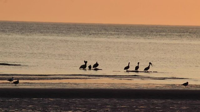 Pelicans standing in the water on the beach at sunset