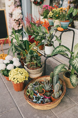 Cacti and succulents in pots outdoors.