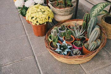 Cacti and succulents in pots outdoors.