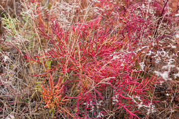 Red grass on the shore of the estuary