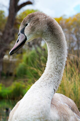 Fototapeta premium portrait of a young gray swan on the park background