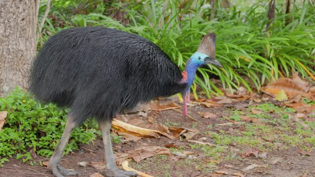 A Tracking Clip Of A Southern Cassowary Walking In The Grounds Of A Caravan Park At Etty Bay Of Queensland , Australia