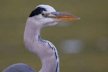 Sehr nahes Portrait eines Graureihers mit vielen Details und schöner Tiefenunschärfe vor grünem Hintergrund