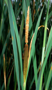 Massette, Typha Latifolia