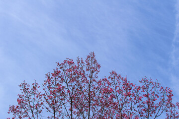 Beautiful cherry blossoms in the Japan Sakura in full bloom Spring season Natural scenery Background material Image