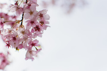 日本の風景、Beautiful cherry blossoms in the Japan Sakura in full bloom Spring season Natural scenery Background material Image