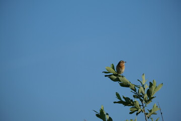 Whinchat bird on a branch in the wild