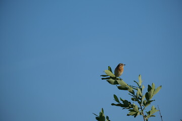 Whinchat bird resting on a branch