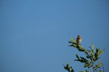 Whinchat bird in the wild resting on a tree branch