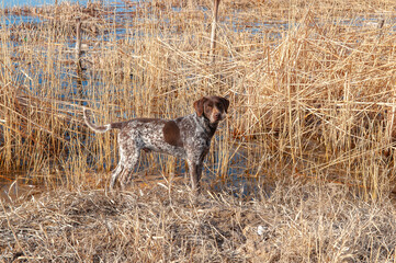 A hunting dog is looking for prey near the river bank. The kurtshaar dog breed is a good game hunter.