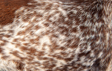 Beautiful spotted fur close-up. Texture of brown animal wool. Dog fur.