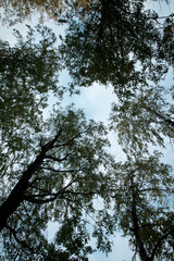 森の木を見上げて空