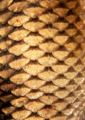 Fish scales close up. The skin of a fish as a background. © Vera