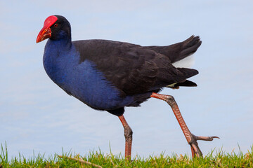 Western Swamphen on a lake shore, Mildura region, Australia
