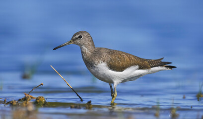 Green Sandpiper (Tringa ochropus) is usually found near freshwater in the Winter, living in smaller bodies of water such as streams and ponds.