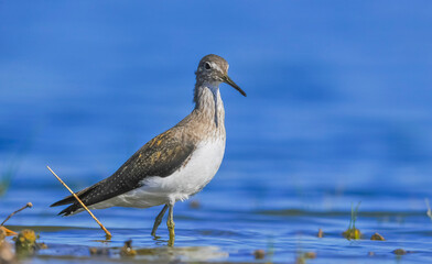 Fototapeta na wymiar Green Sandpiper (Tringa ochropus) is usually found near freshwater in the Winter, living in smaller bodies of water such as streams and ponds.
