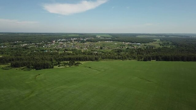 Aerial shot of crop flowering field with flight forward to the village and some trees. Summer, sunny, some light clouds on sky