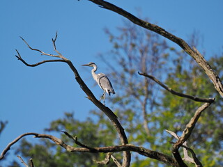 Graureiher ruht sich auf Totholz aus