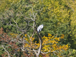 Fischreiher ruht sich aus
