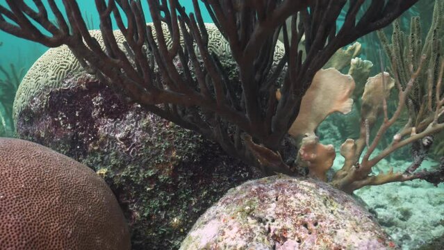 Small filefish hiding by soft coral on top of a healthy and colorful coral reef ecosystem in the Caribbean 