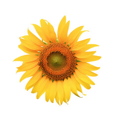 Big sunflower 
